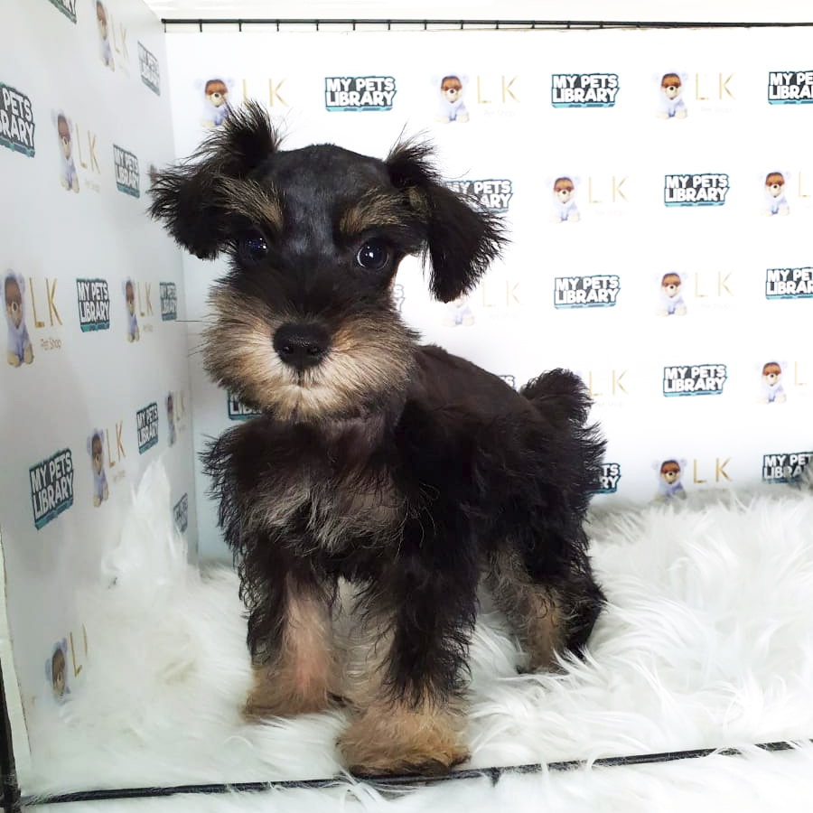 Schnauzer Puppy (Male) For Sale