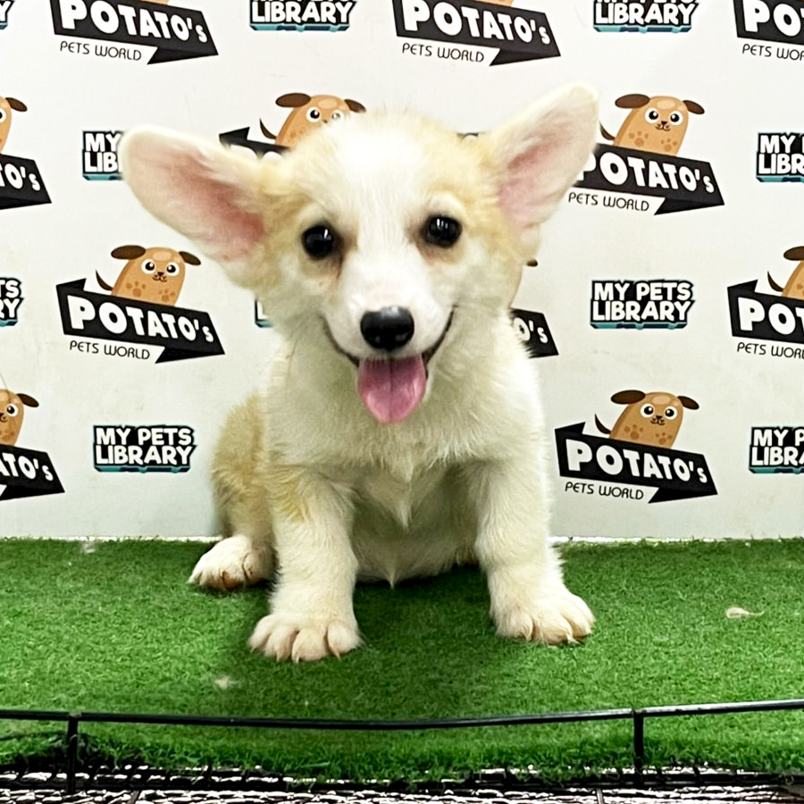 Welsh Corgi Puppy (Female) For Sale