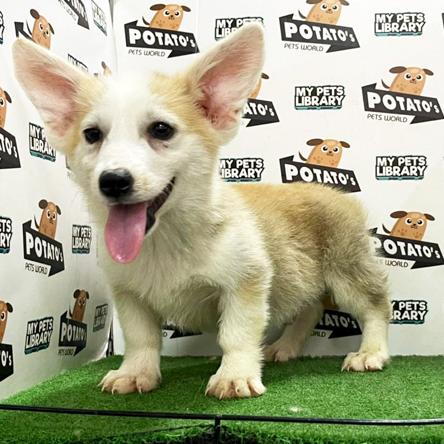 Welsh Corgi Puppy (Male) For Sale