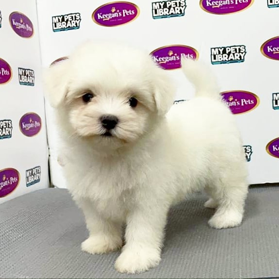 MKA Maltese Puppy (Female) For Sale