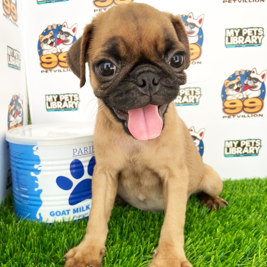 Pug Puppy (Female) For Sale