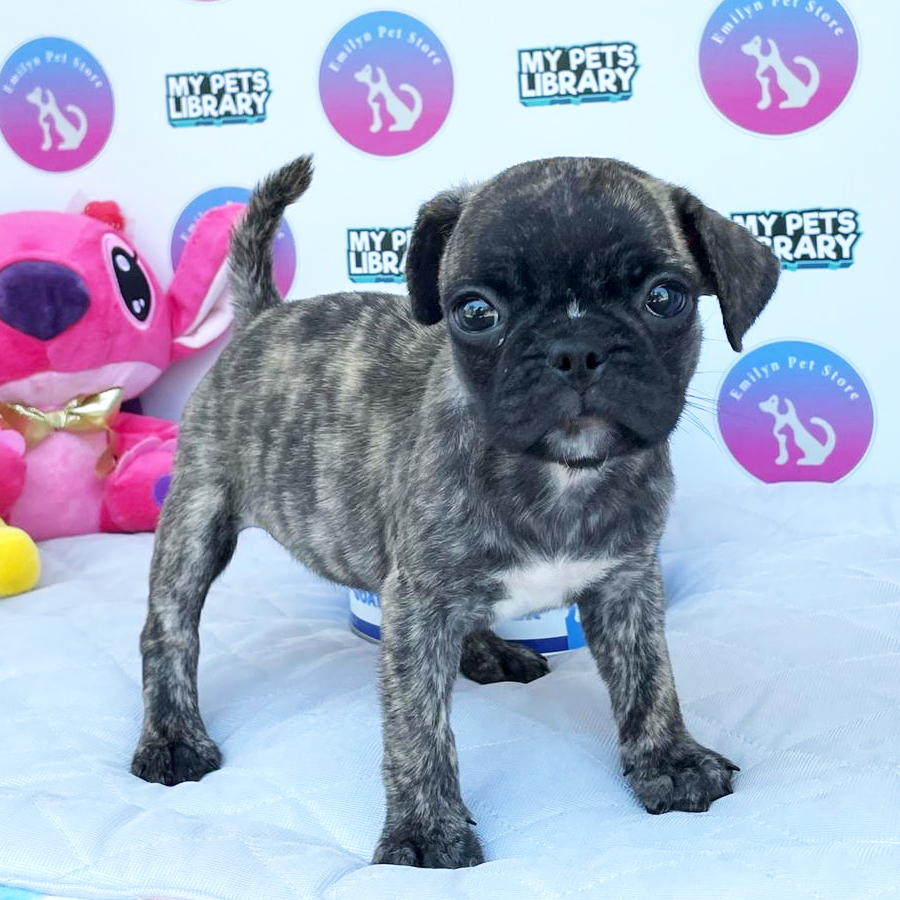 French Pug Puppy (Male) For Sale