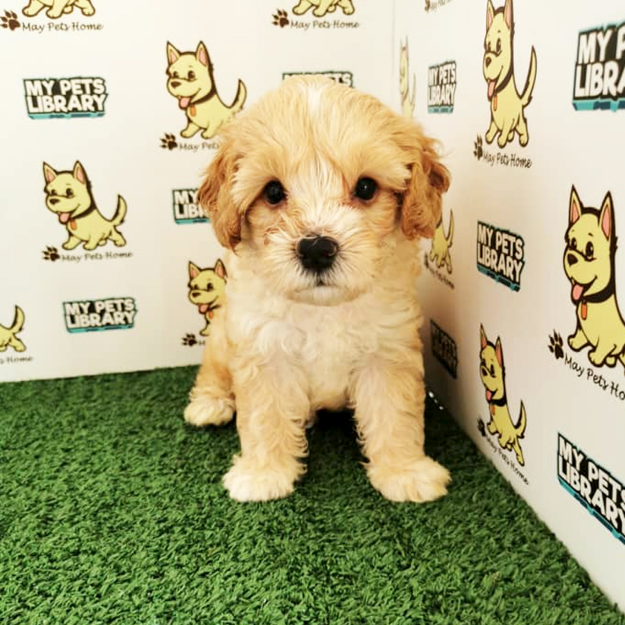 Shihpoo Puppy (Male) For Sale