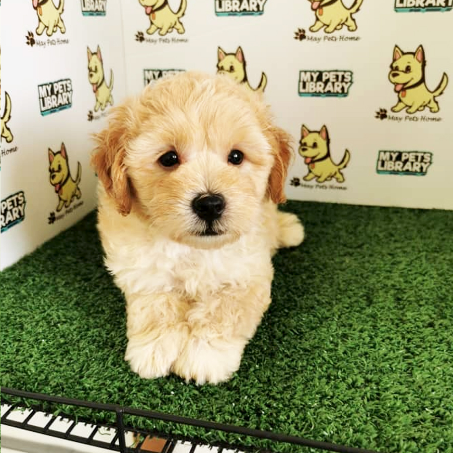 Shihpoo Puppy (Male) For Sale