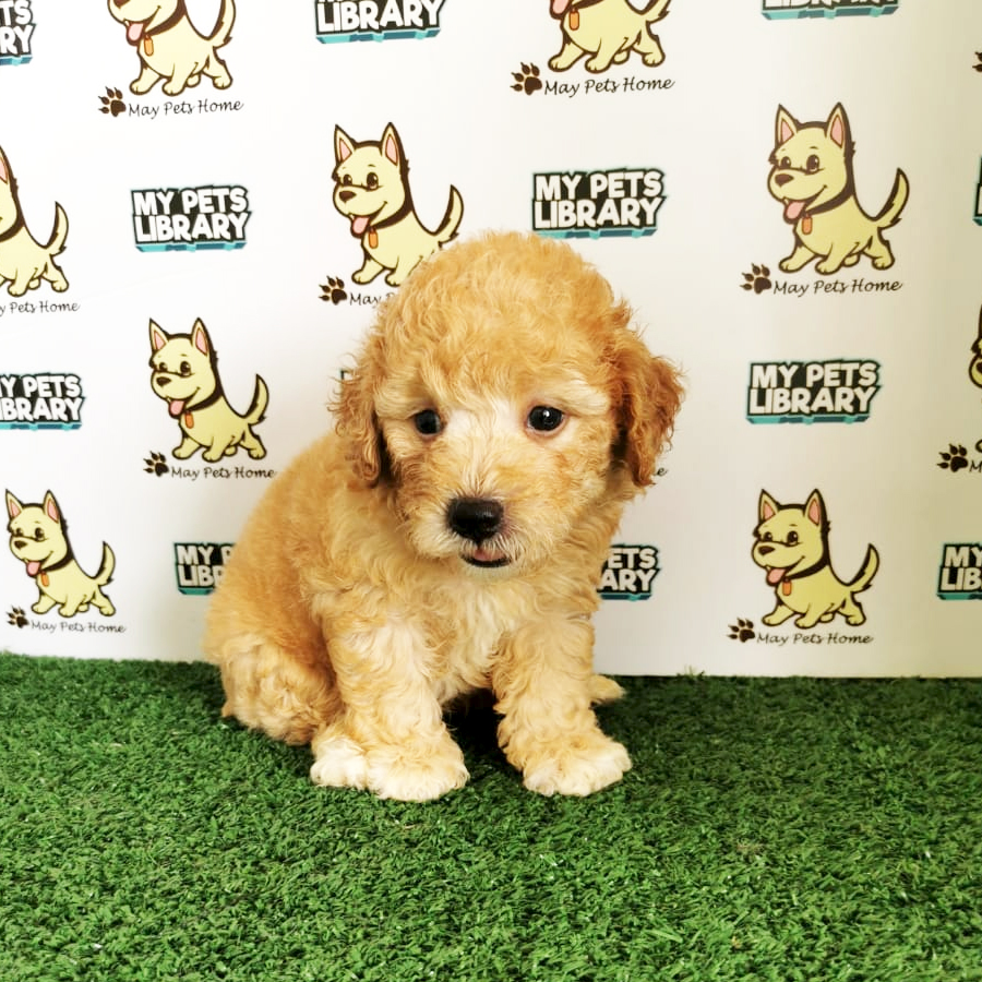 Toy Poodle Puppy (Male) For Sale