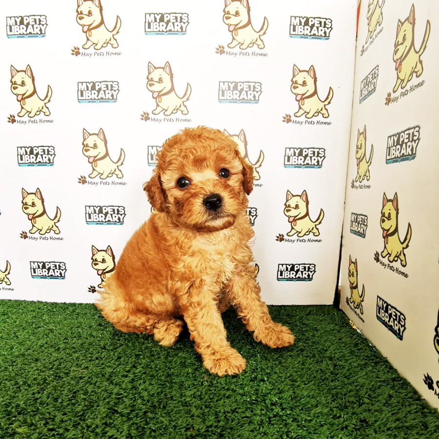 Toy Poodle Puppy (Male) For Sale