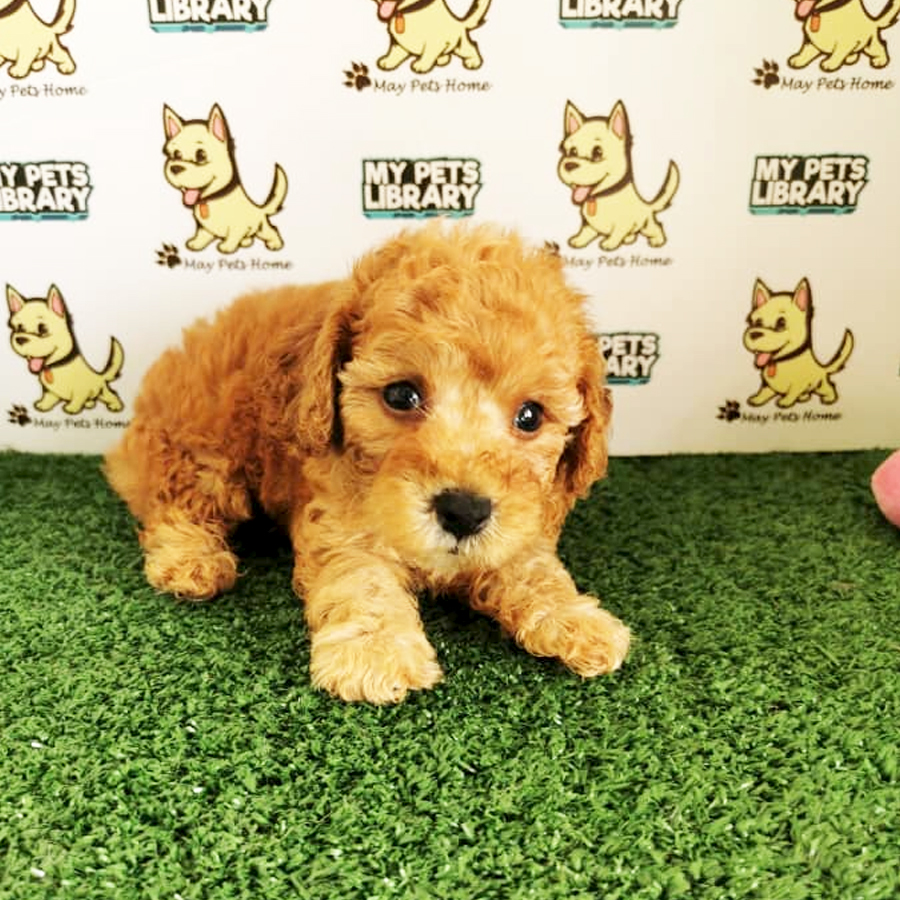 Toy Poodle Puppy (Male) For Sale