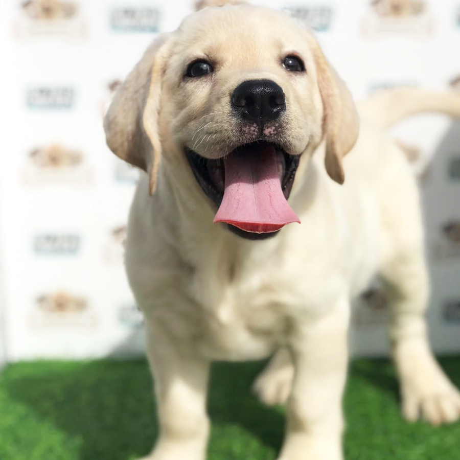Labrador Retriever Puppy (Female) For Sale