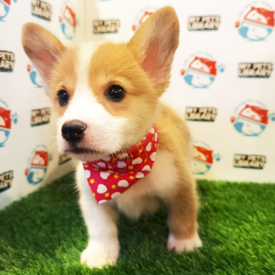 MKA Welsh Corgi Puppy (Female) For Sale