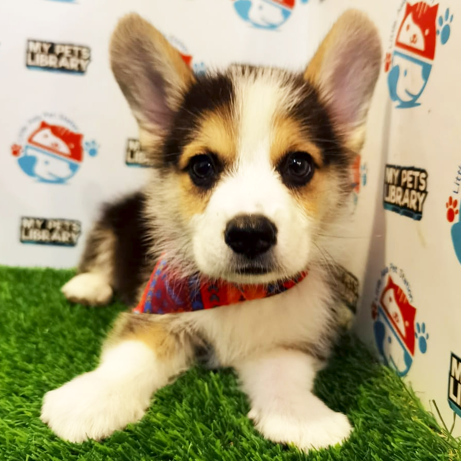 MKA Welsh Corgi Puppy (Male) For Sale
