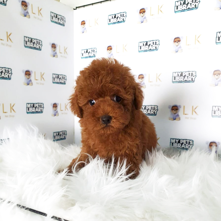 Toy Poodle Puppy (Male) For Sale