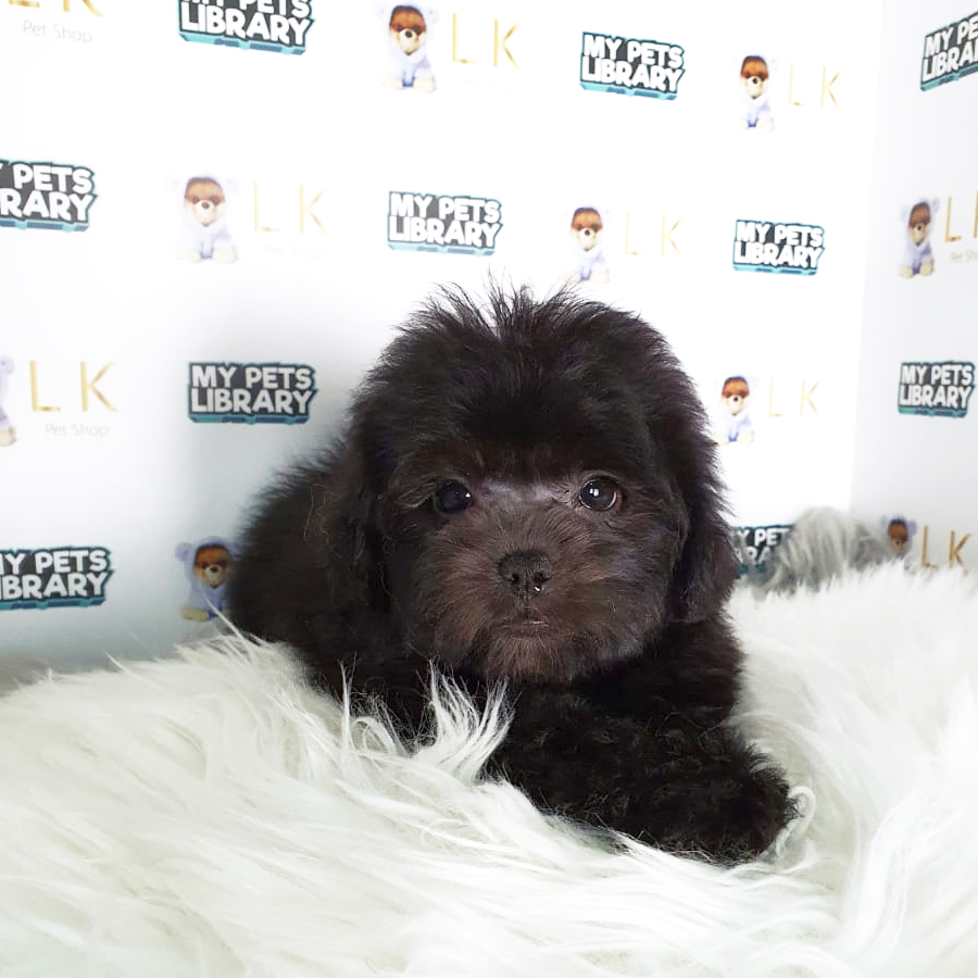 Toy Poodle Puppy (Male) For Sale
