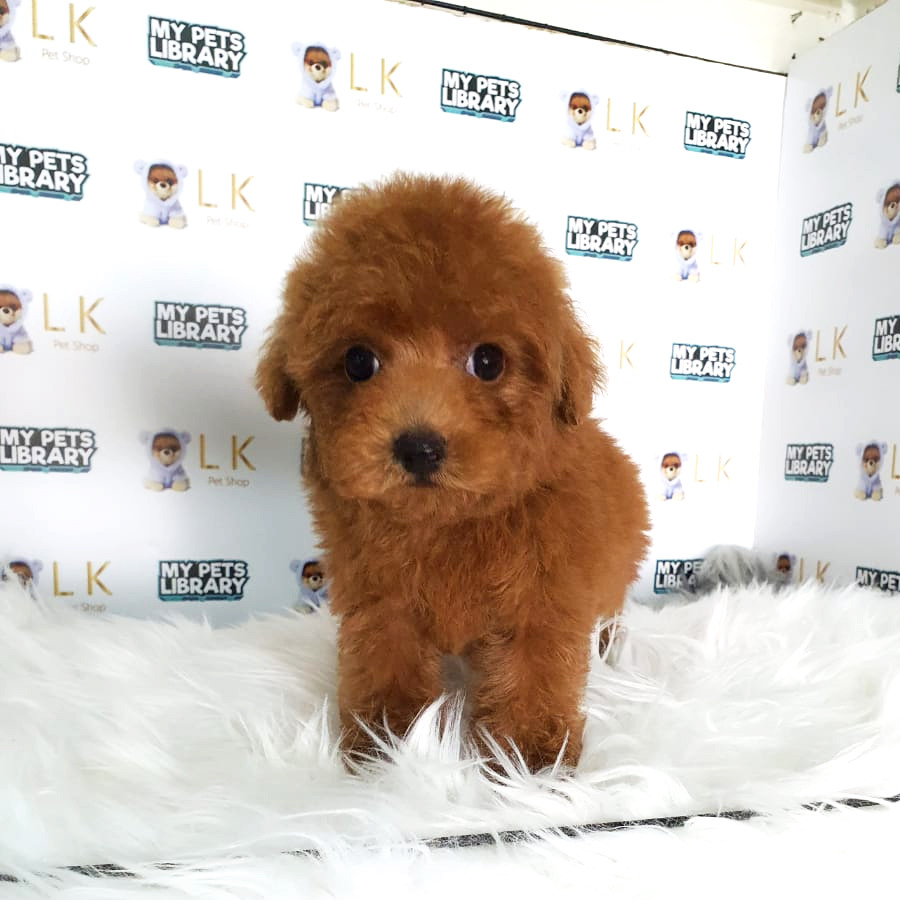 Toy Poodle Puppy (Male) For Sale