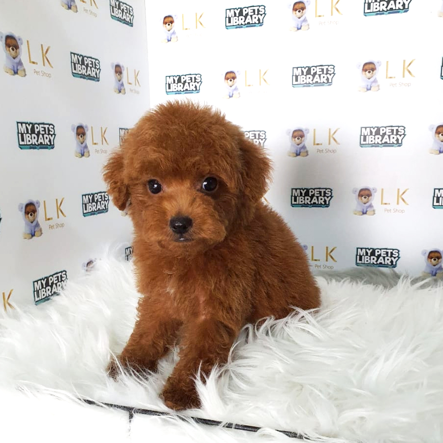 Toy Poodle Puppy (Male) For Sale