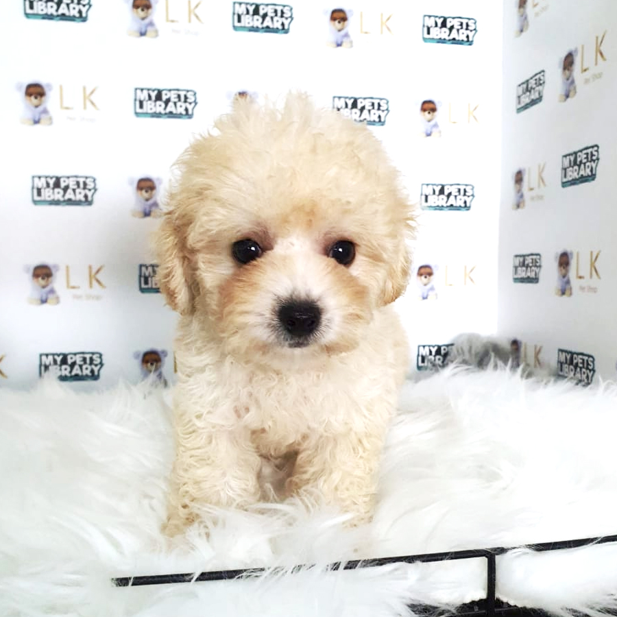 Toy Poodle Puppy (Female) For Sale