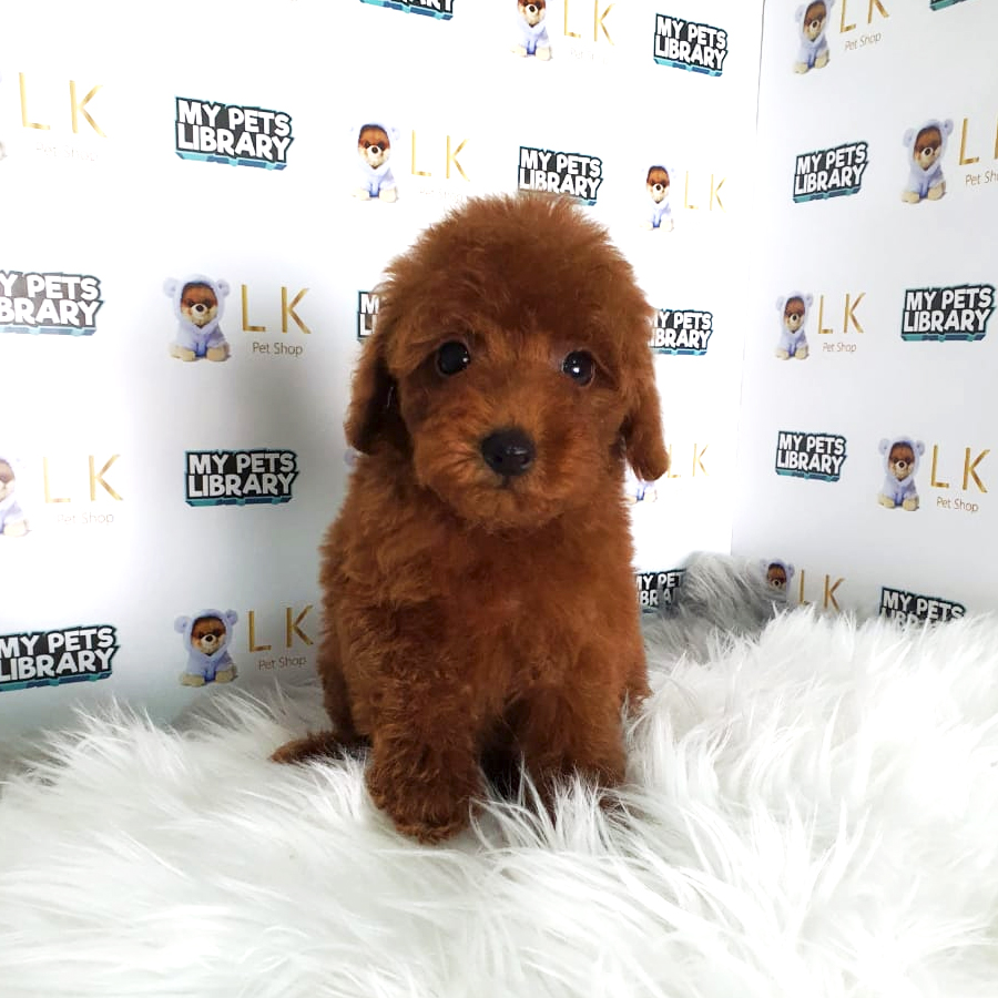 Toy Poodle Puppy (Male) For Sale