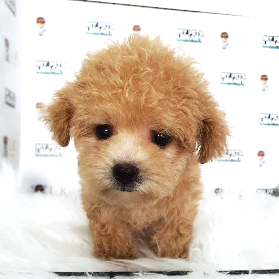 Toy Poodle Puppy (Female) For Sale