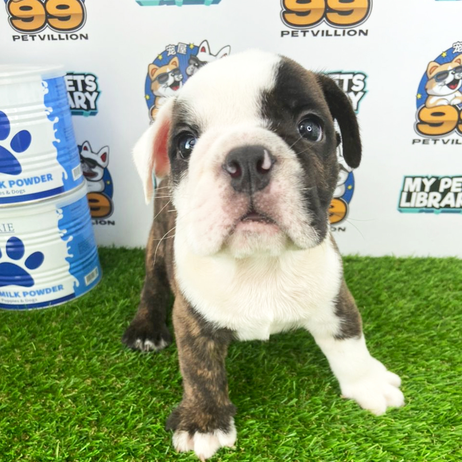 English Bulldog Puppy (Male) For Sale