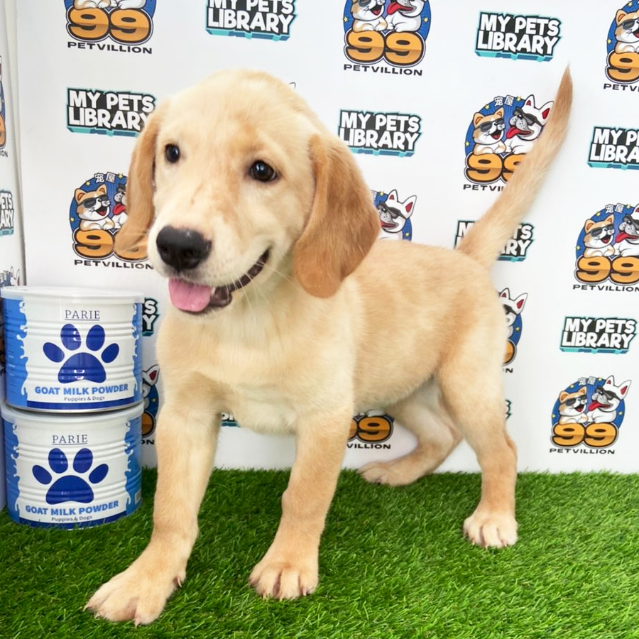 Labrador Retriever Puppy (Female) For Sale