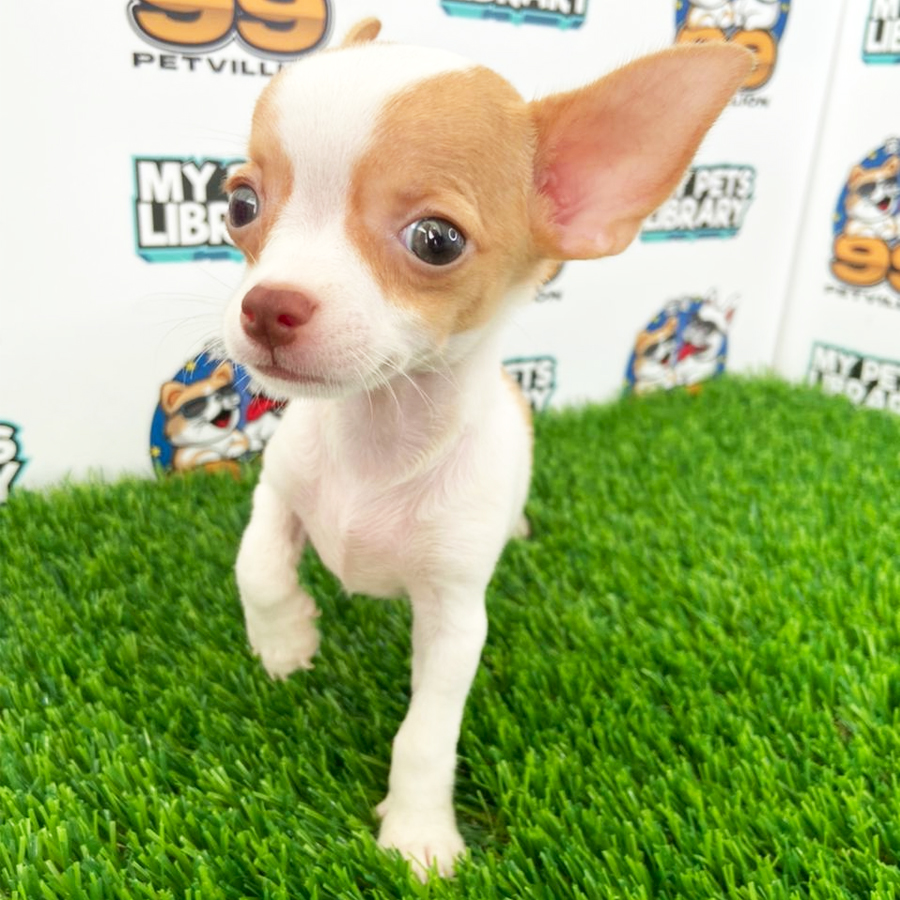 Short Coat Chihuahua Puppy (Female) For Sale
