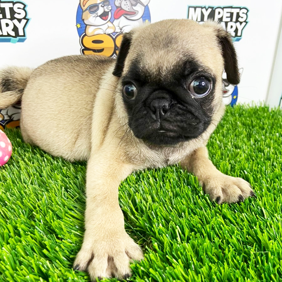Pug Puppy (Male) For Sale