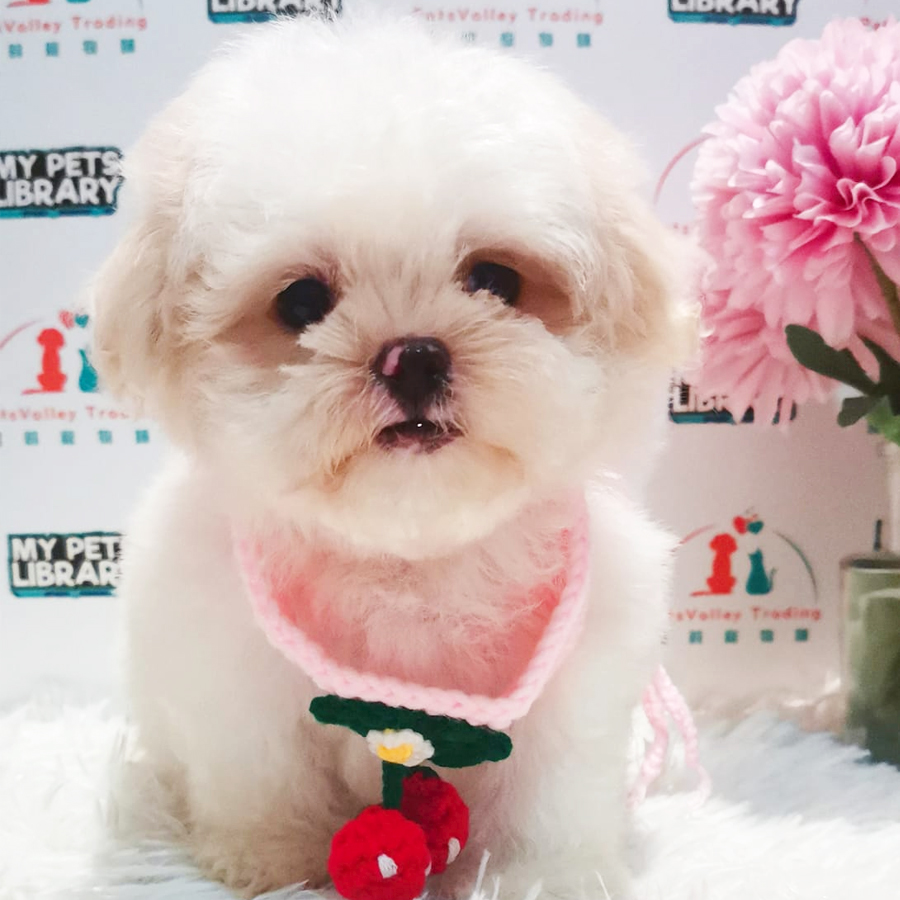 Maltipoo Puppy (Male) For Sale