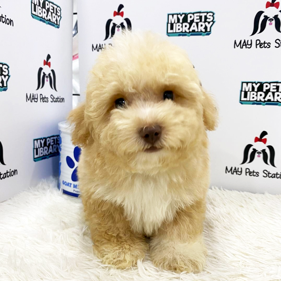 Toy Poodle Puppy (Male) For Sale