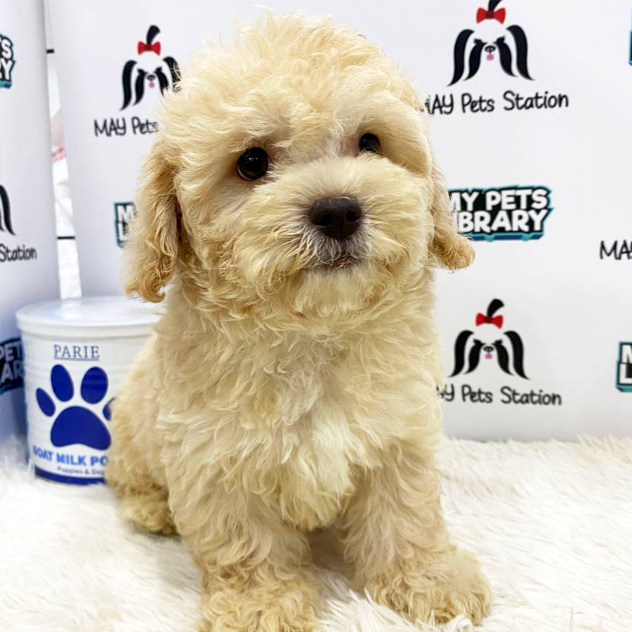 Toy Poodle Puppy (Male) For Sale