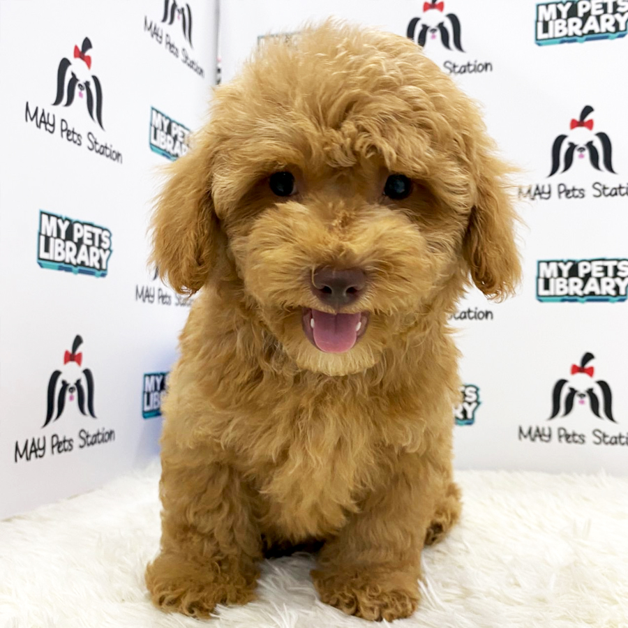 Miniature Poodle Puppy (Male) For Sale