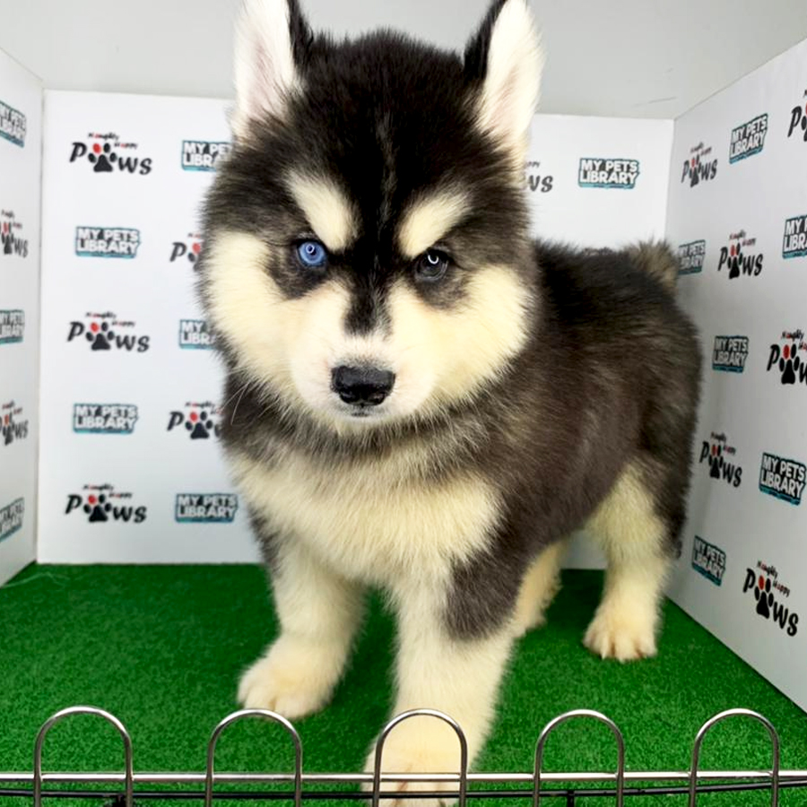 Wooly Husky Puppy (Female) For Sale