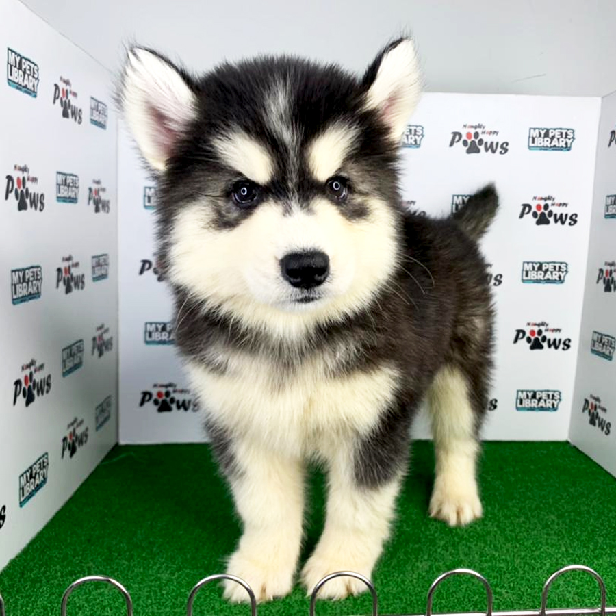 Wooly Husky Puppy (Female) For Sale