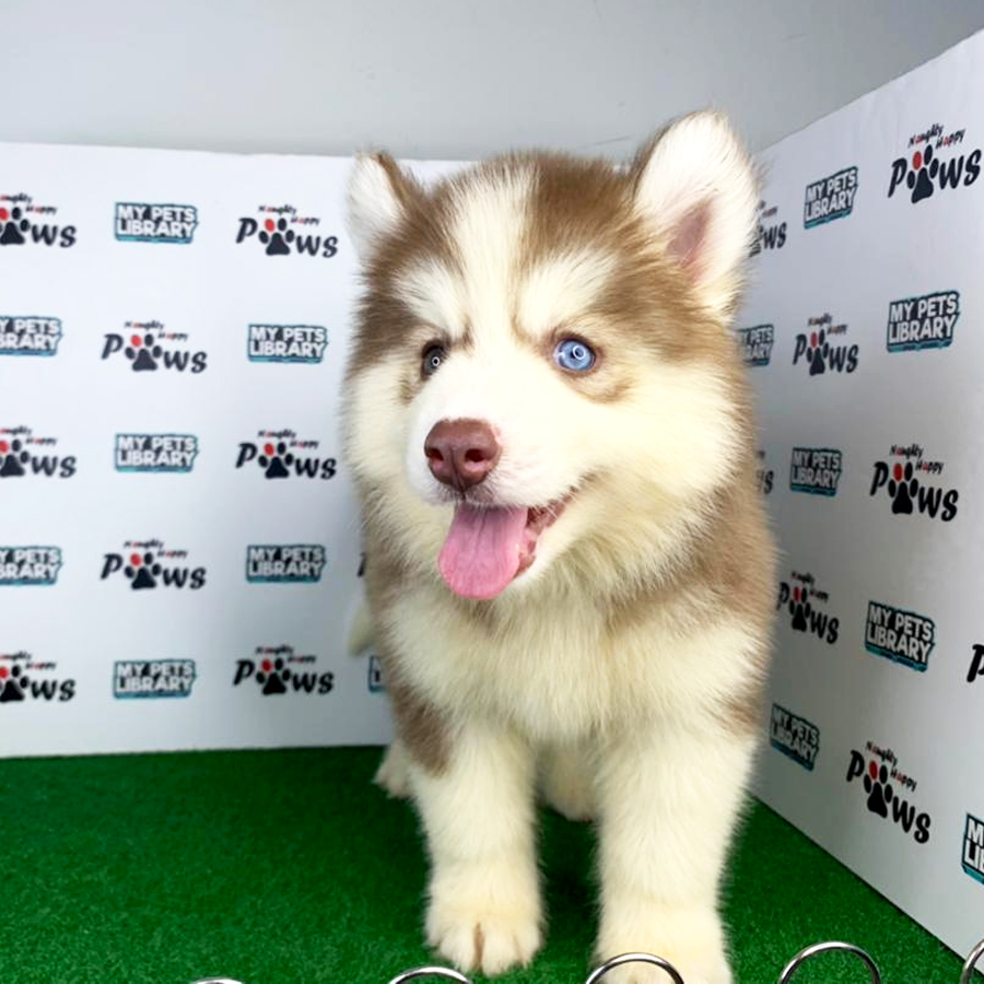 Wooly Husky Puppy (Female) For Sale