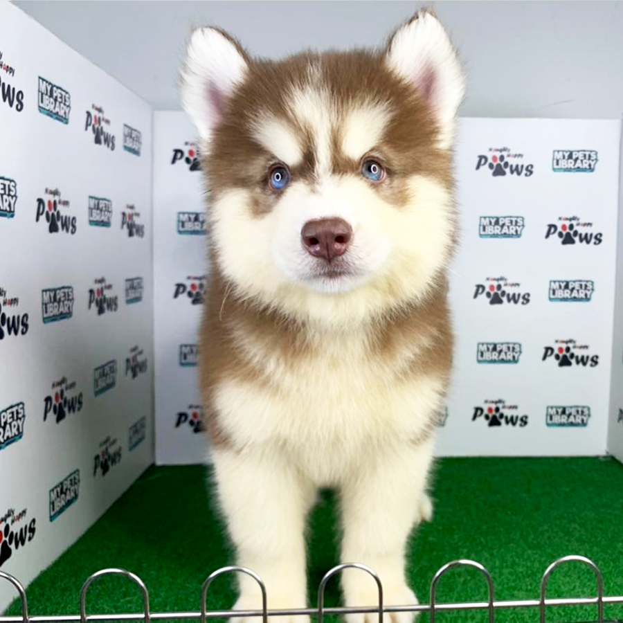 Wooly Husky Puppy (Male) For Sale