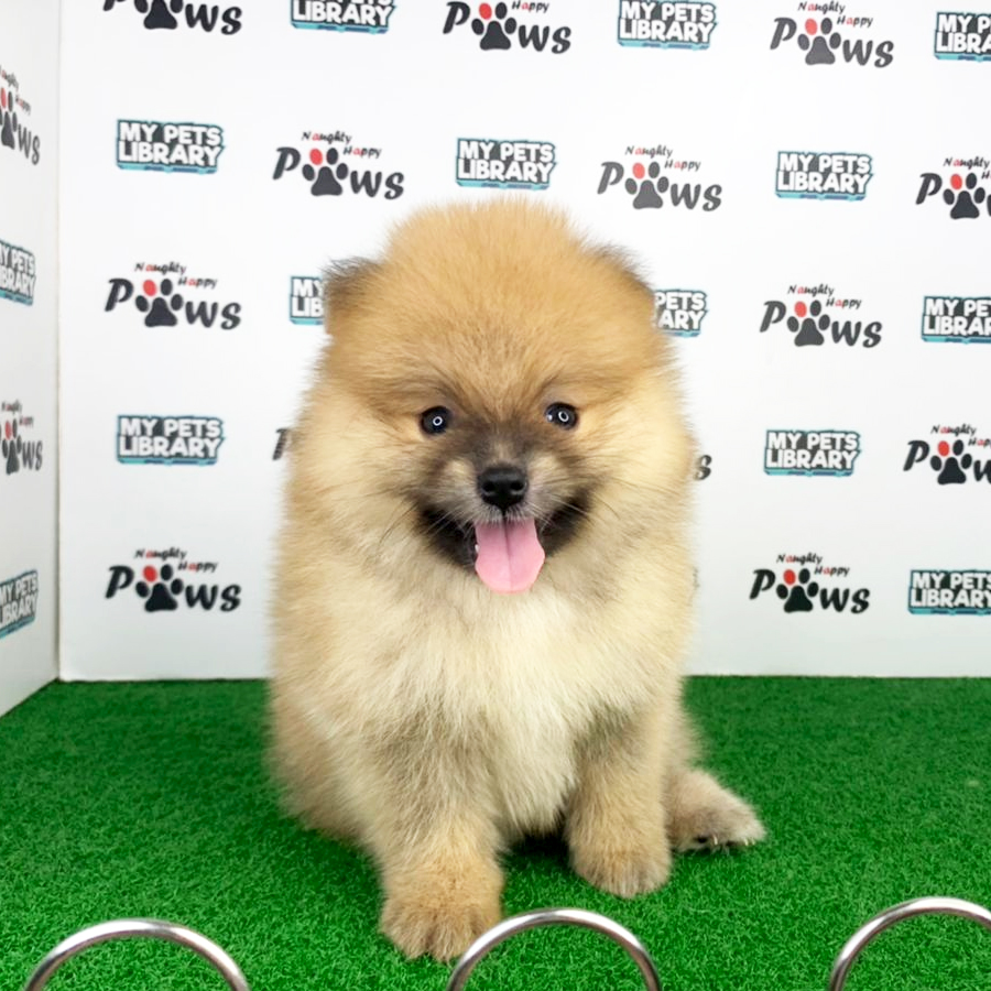 Pomeranian Puppy (Male) For Sale