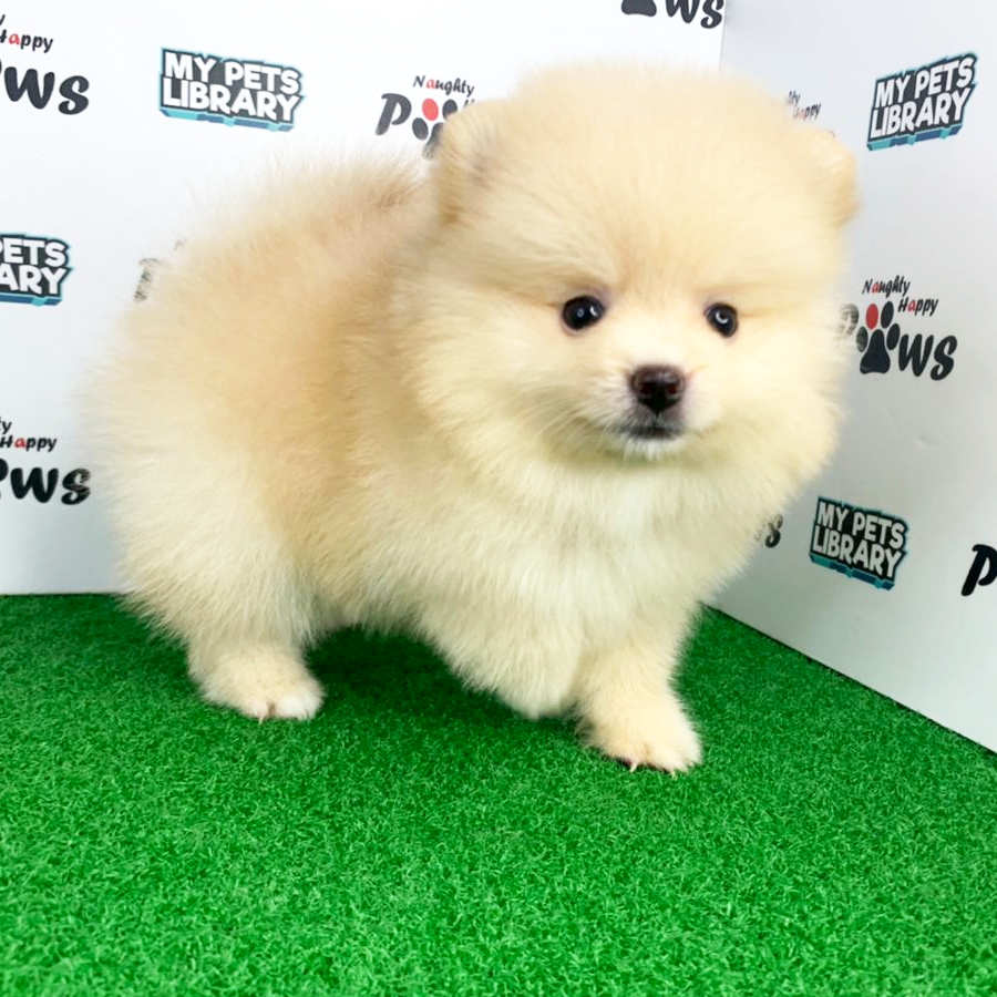 Pomeranian Puppy (Female) For Sale
