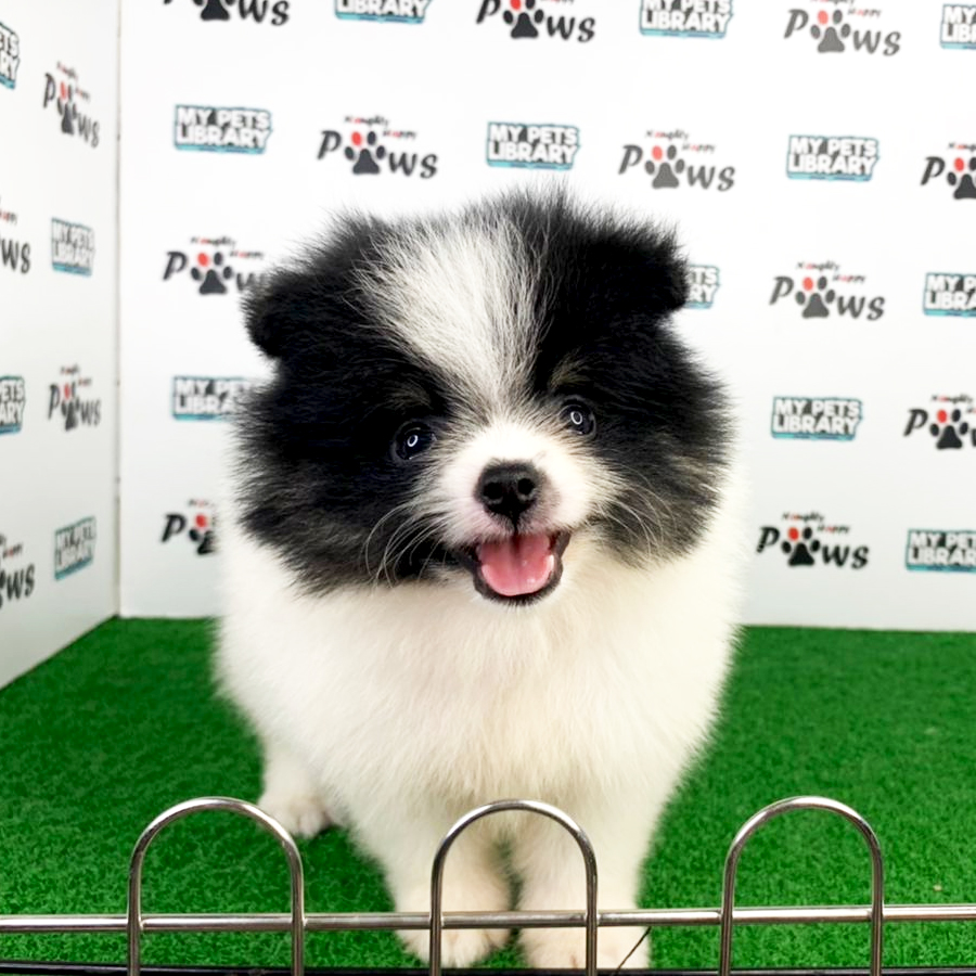 Pomeranian Puppy (Male) For Sale
