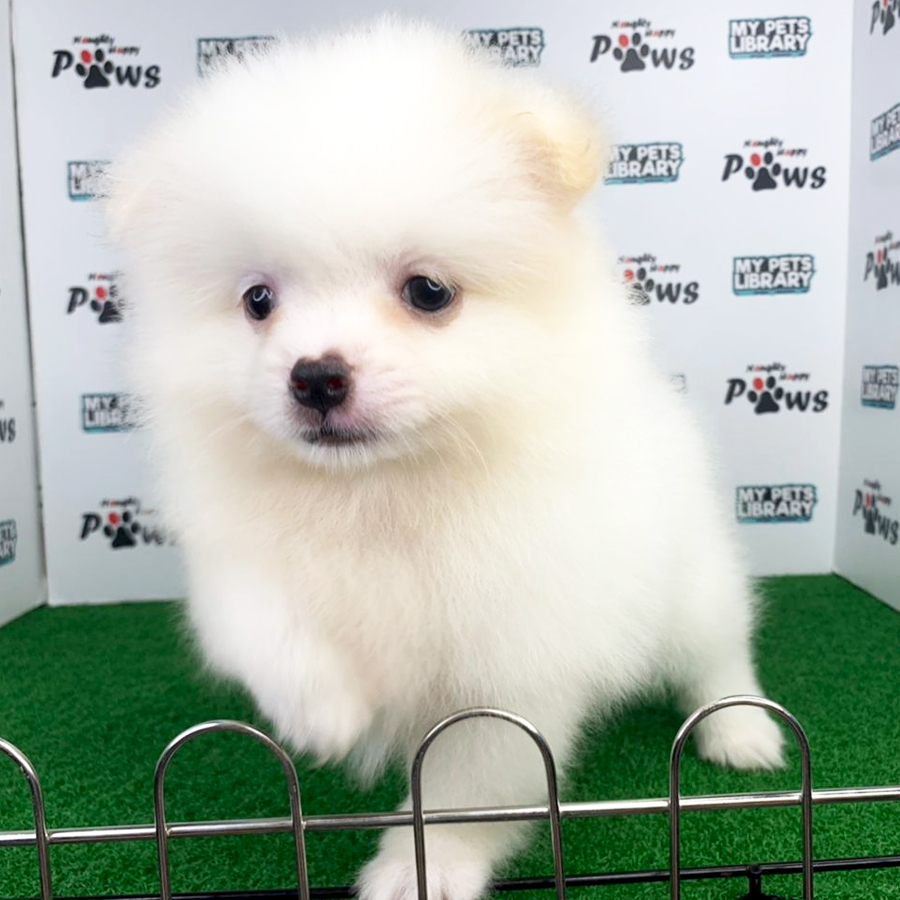 Pomeranian Puppy (Male) For Sale