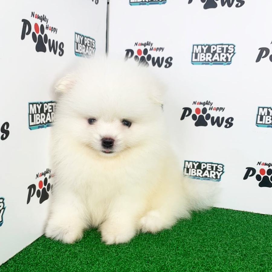 Pomeranian Puppy (Male) For Sale