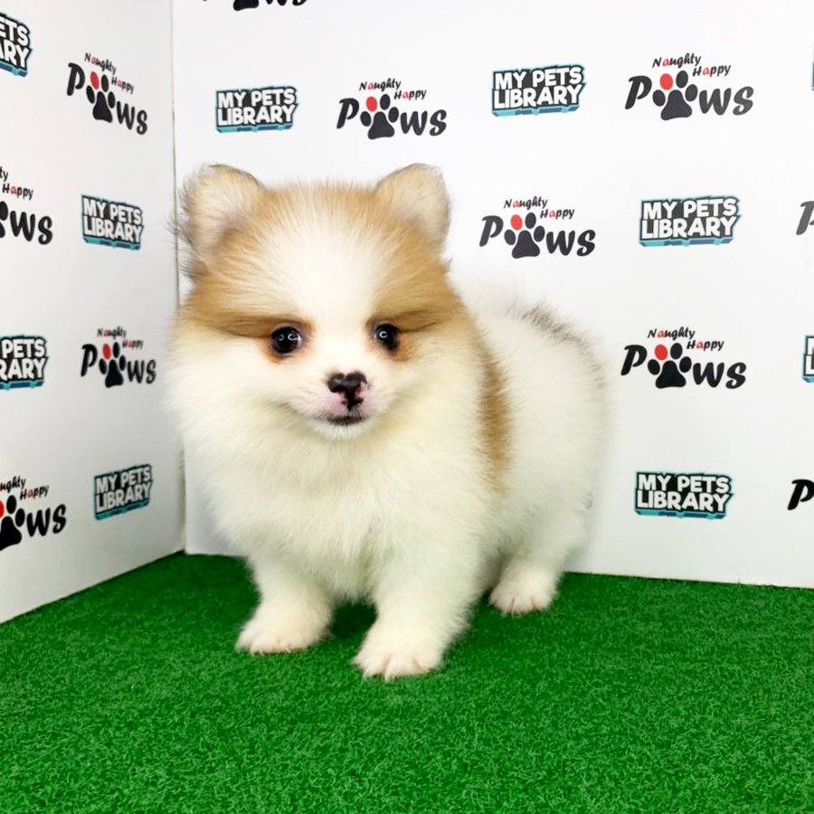 Pomeranian Puppy (Male) For Sale
