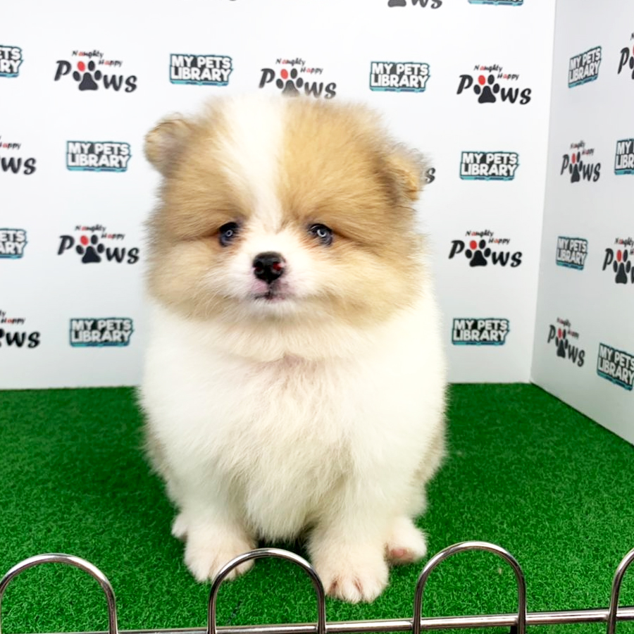 Pomeranian Puppy (Male) For Sale