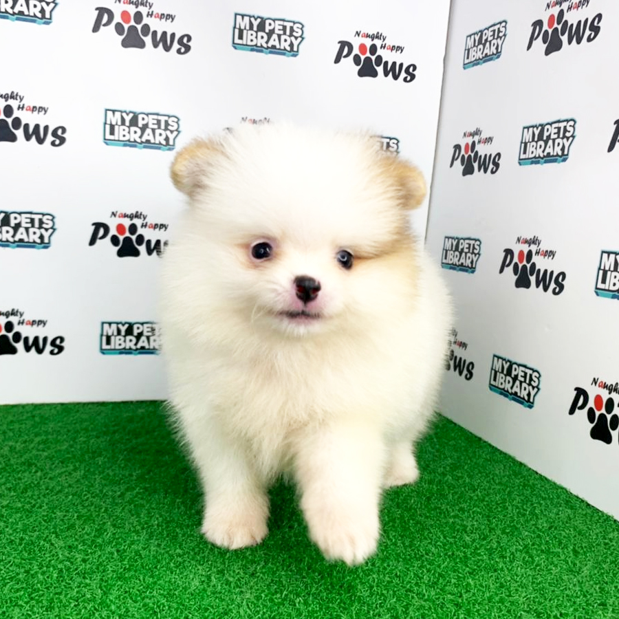 Pomeranian Puppy (Female) For Sale