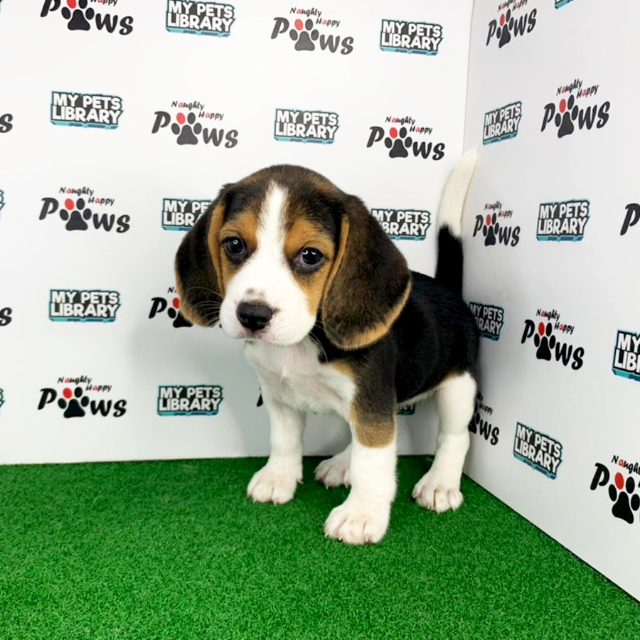 Beagle Puppy (Female) For Sale