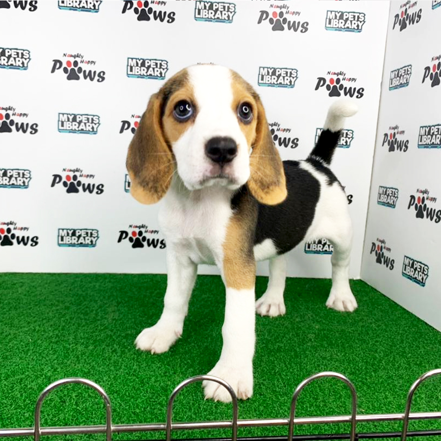 Beagle Puppy (Female) For Sale