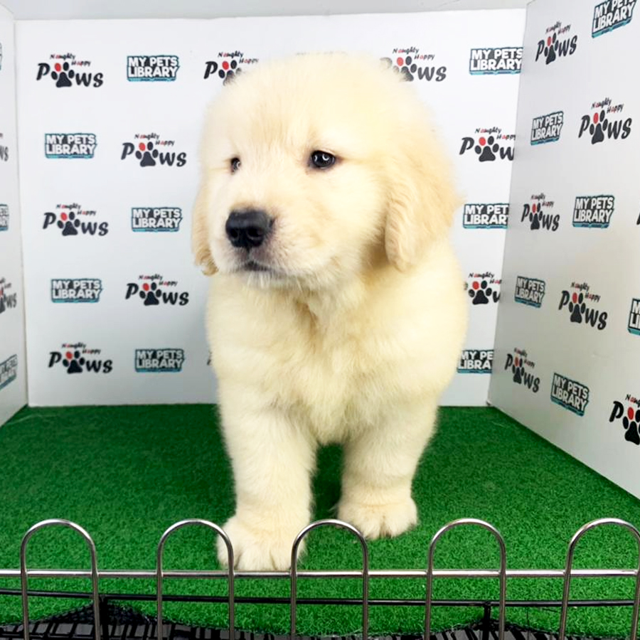 Golden Retriever Puppy (Female) For Sale