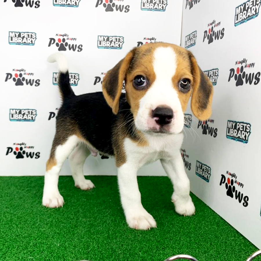 Beagle Puppy (Male) For Sale