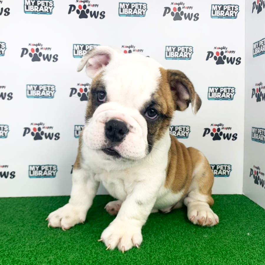 English Bulldog Puppy (Male) For Sale