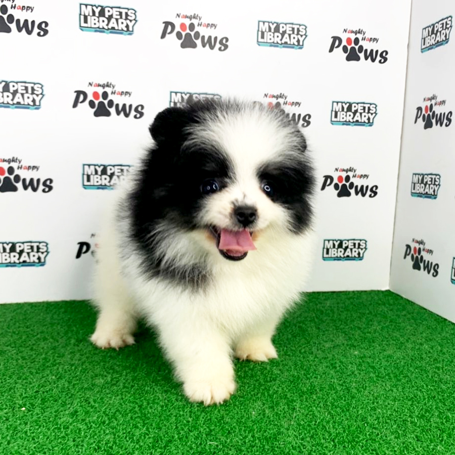 Pomeranian Puppy (Female) For Sale