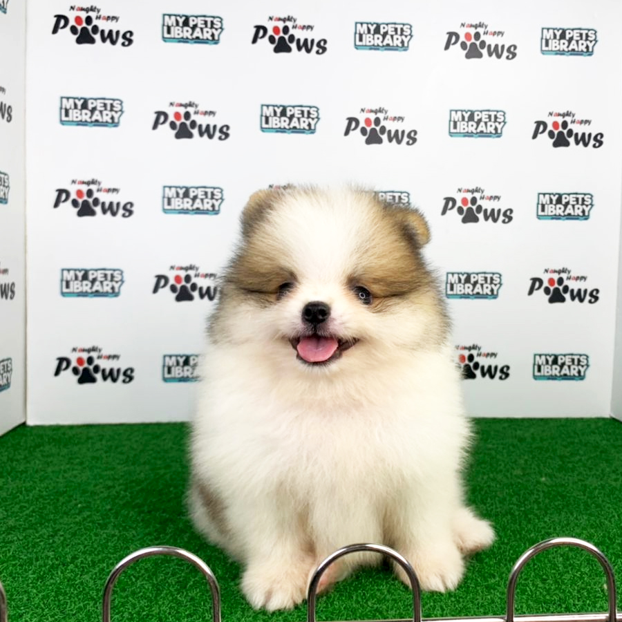 Pomeranian Puppy (Male) For Sale