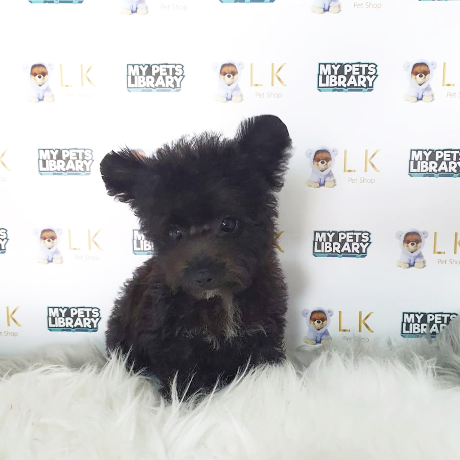 Toy Poodle Puppy (Male) For Sale