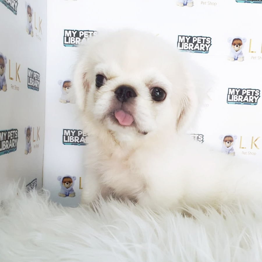 Pekingese Puppy (Male) For Sale